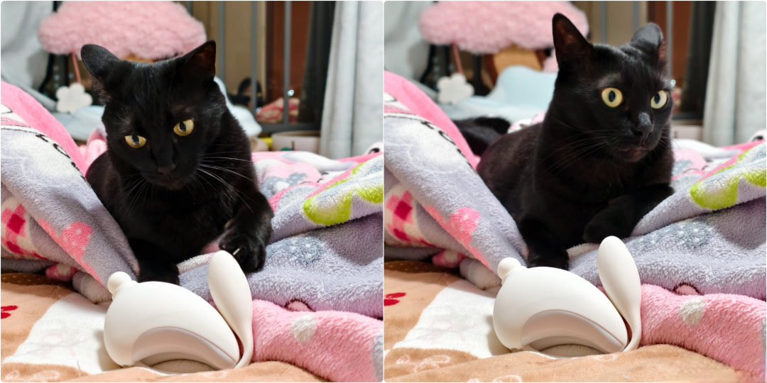 黑猫蹲在桌上，旁边摆着巴掌大的白色小白兔玩具